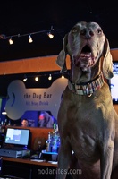 004261 2012 03 17 NoDa Nites (63 visits) 004261 2012 03 17 NoDa Nites